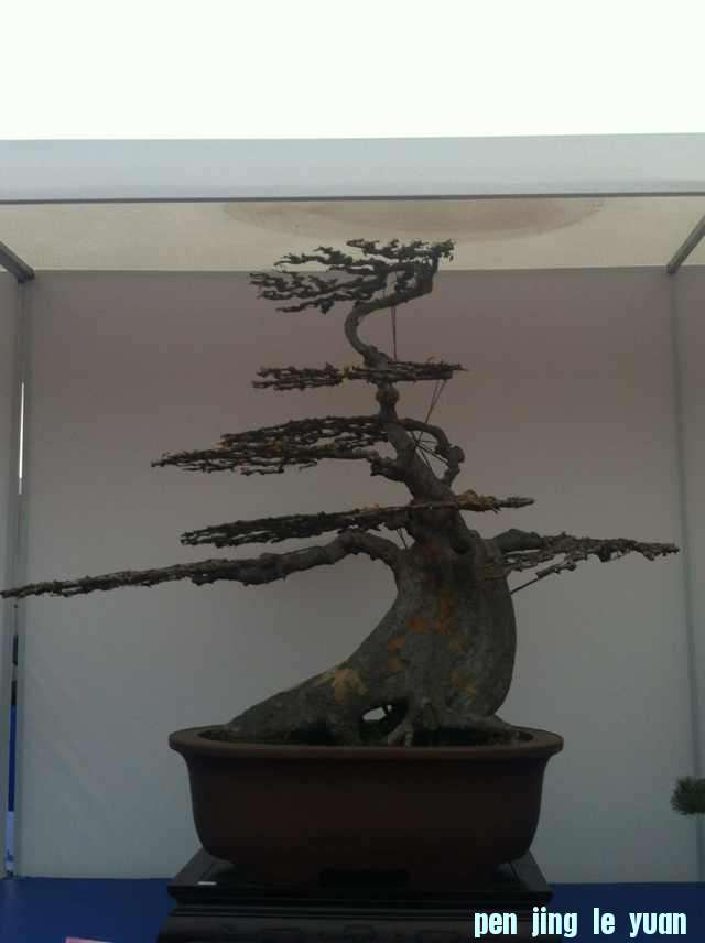 mmexport1350825393935.jpg