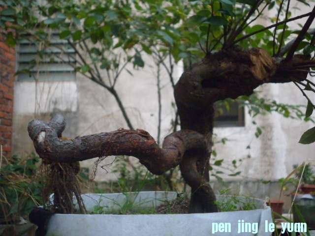 P1000214.JPG