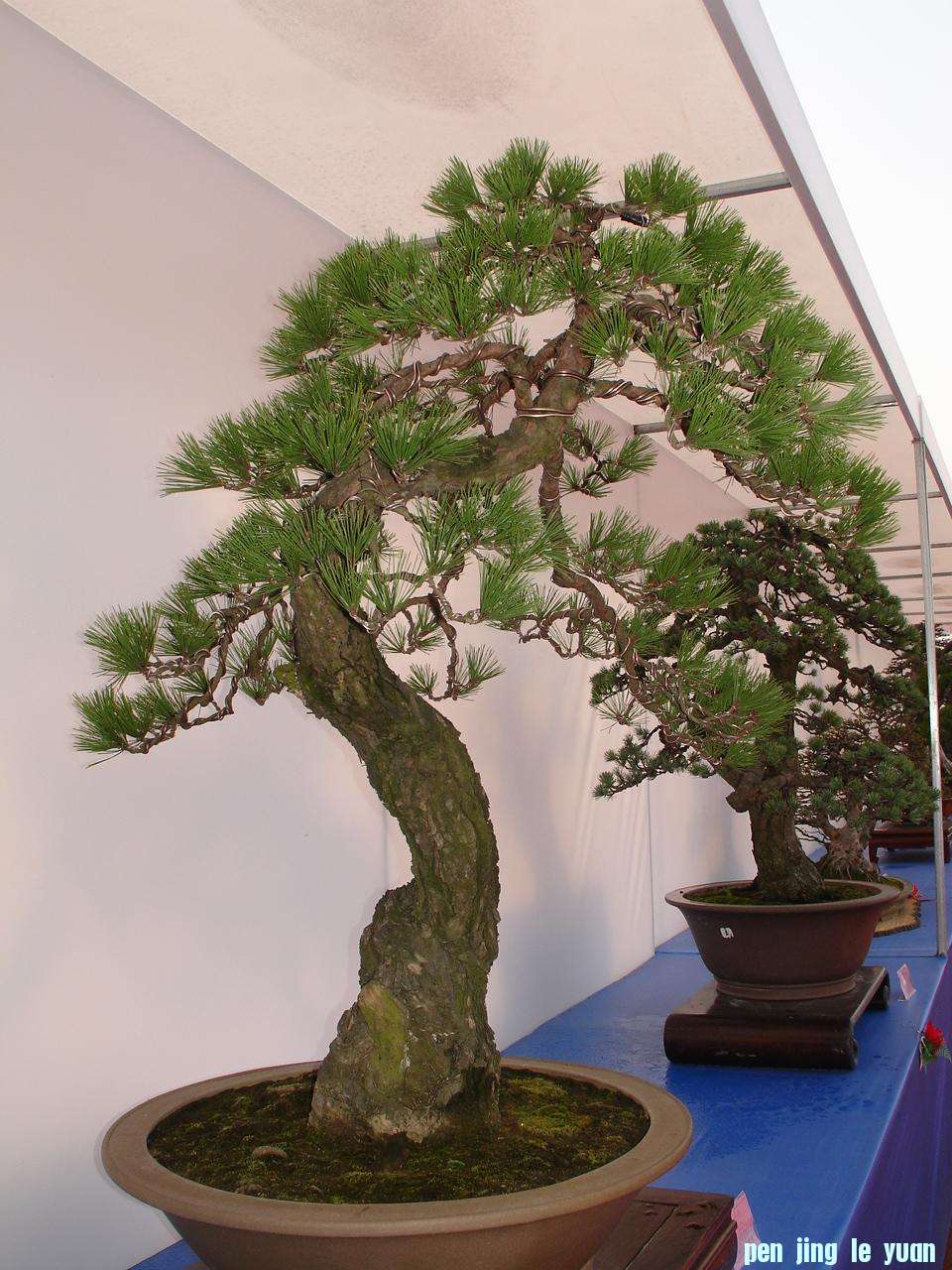 DSC00236.JPG