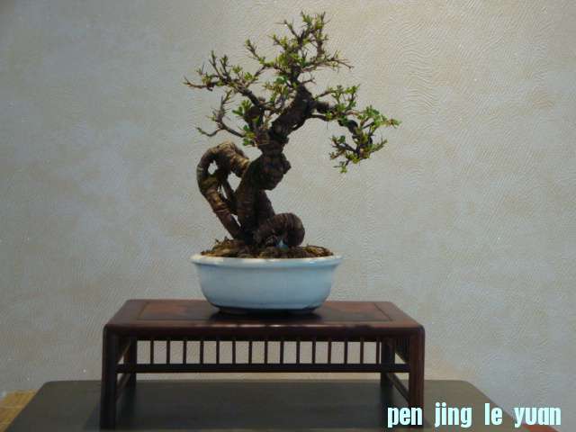 DSC00825.JPG