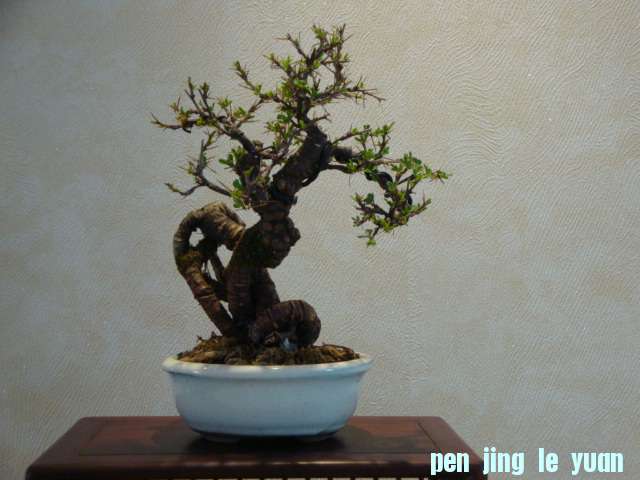 DSC00826.JPG