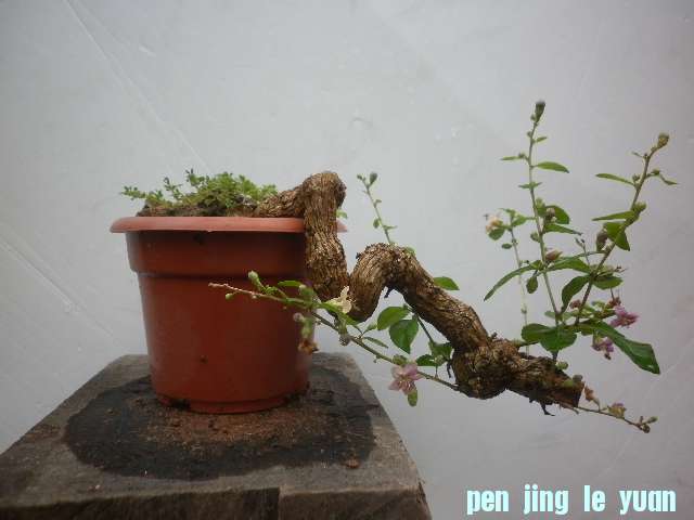 P1000245.JPG