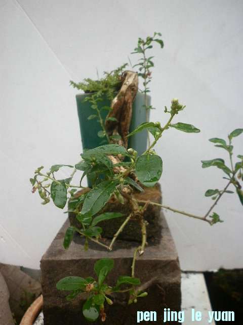 P1000232.JPG