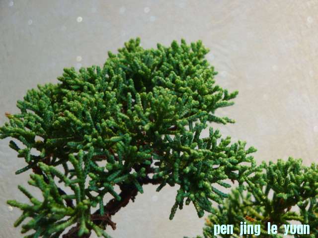 DSC00833.JPG