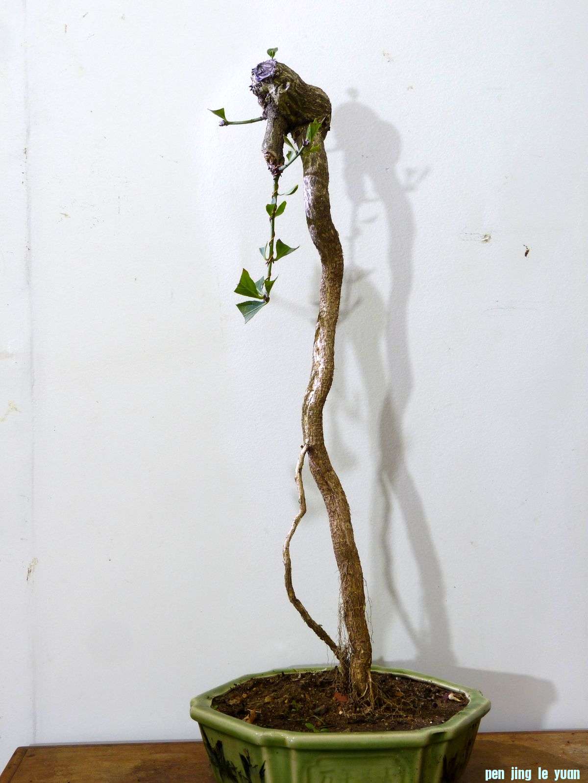 P1020466.jpg