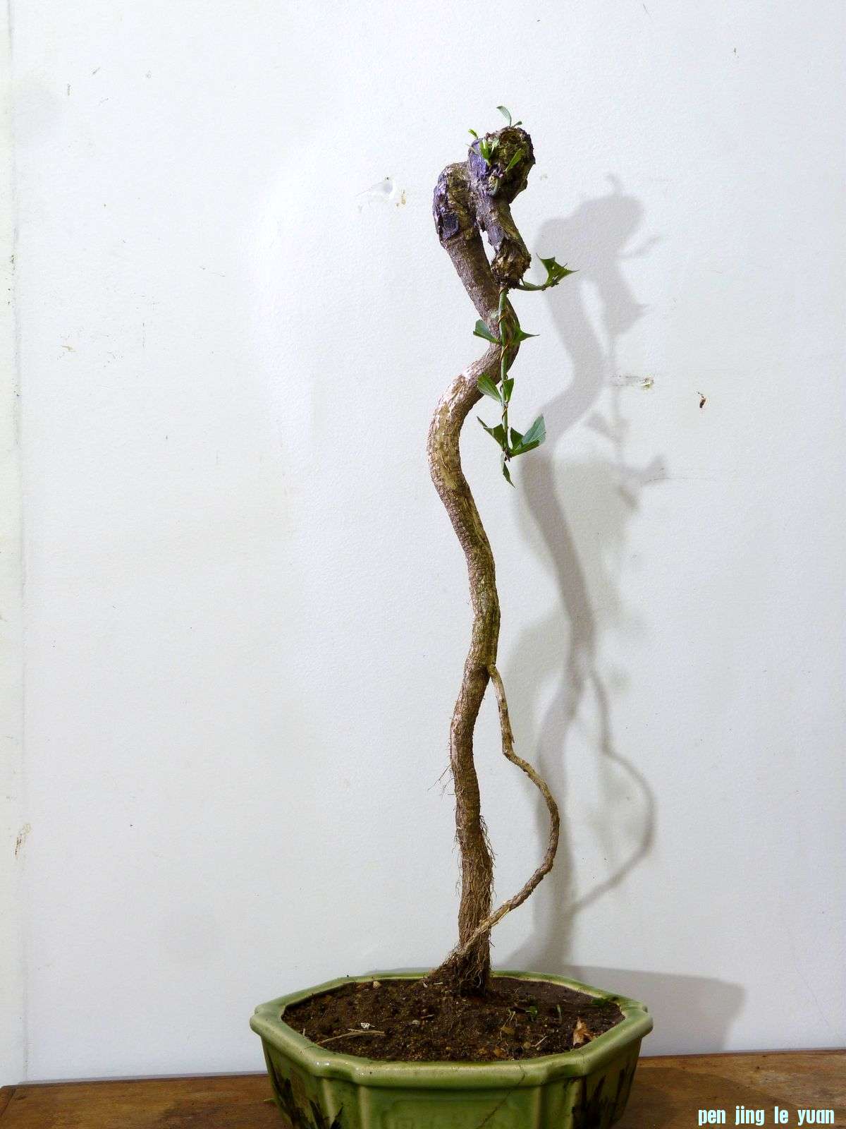 P1020467.jpg