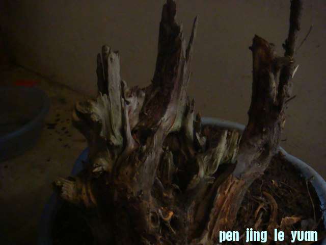 DSC02961.JPG