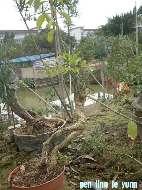 P1000252.JPG