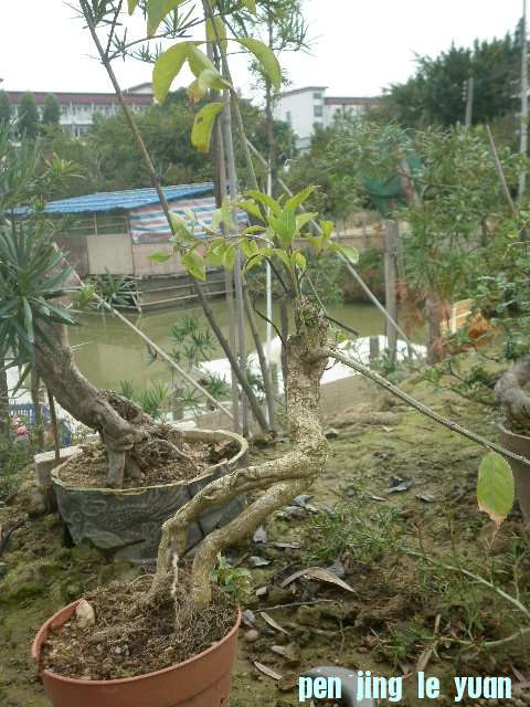 P1000253.JPG