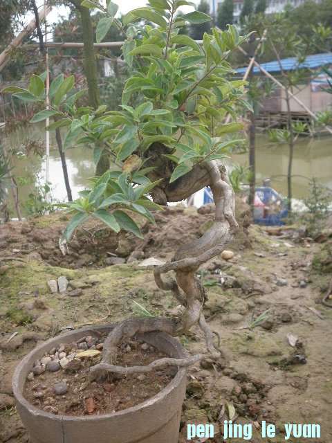 P1000254.JPG