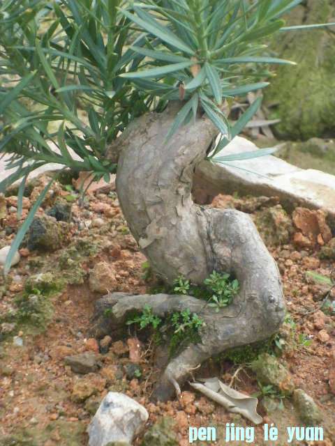 P1000263.JPG
