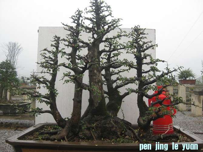 chonglingyu.jpg