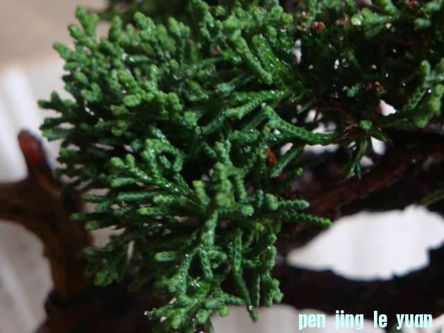 DSC00884.JPG