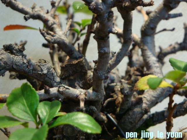 DSC00888.JPG