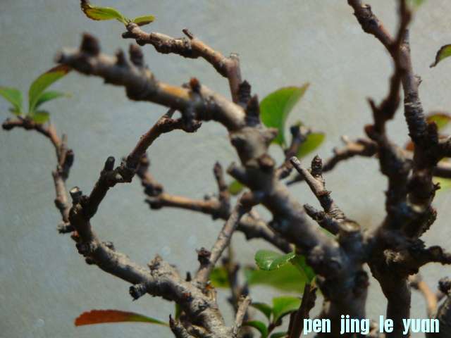 DSC00889.JPG