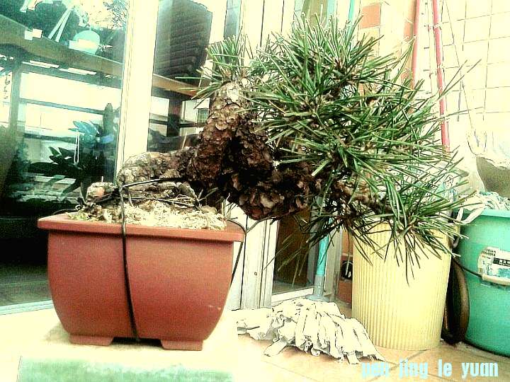 094856lq3q73g5wf3frz33_jpg_thumb.jpg