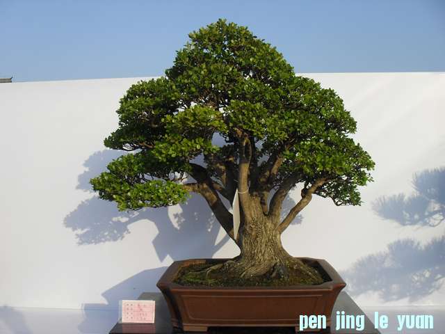 SDC10240.JPG