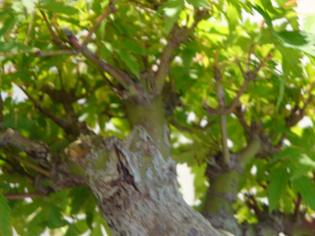 DSC00874.JPG