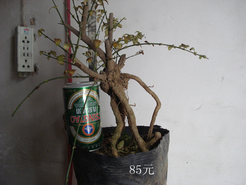 DSC03714__.jpg