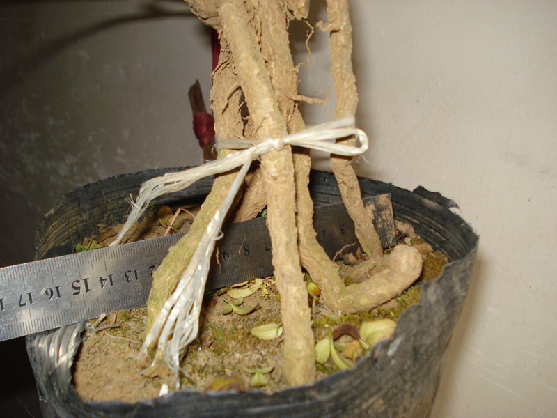 DSC03717_.jpg