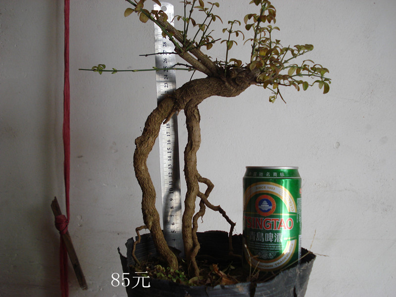 DSC03720__.jpg