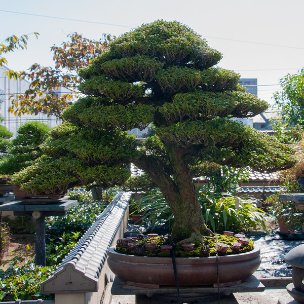 20111027-DSC_0019-L.jpg