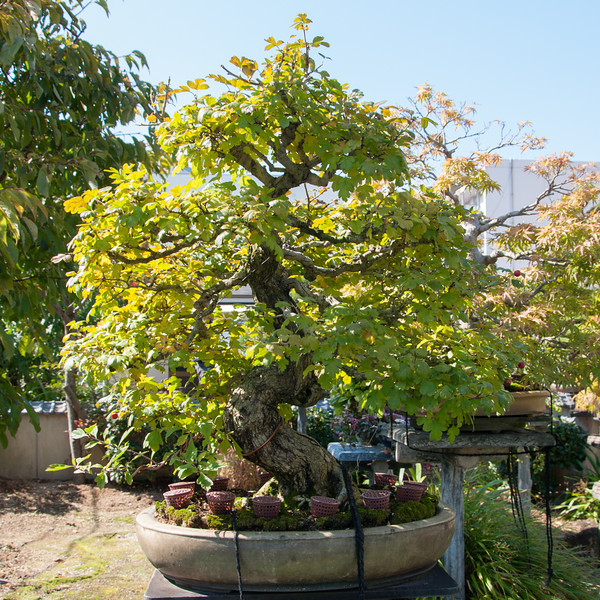 20111027-DSC_0028-L.jpg