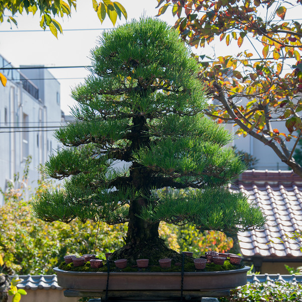 20111027-DSC_0029-L.jpg