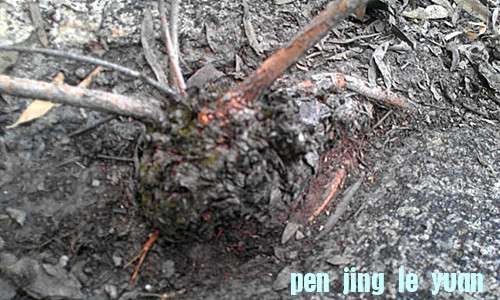 IMAG0517_.jpg