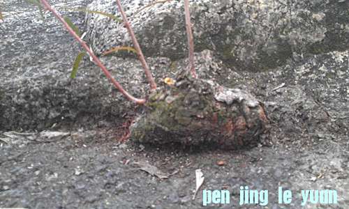 IMAG0516_.jpg