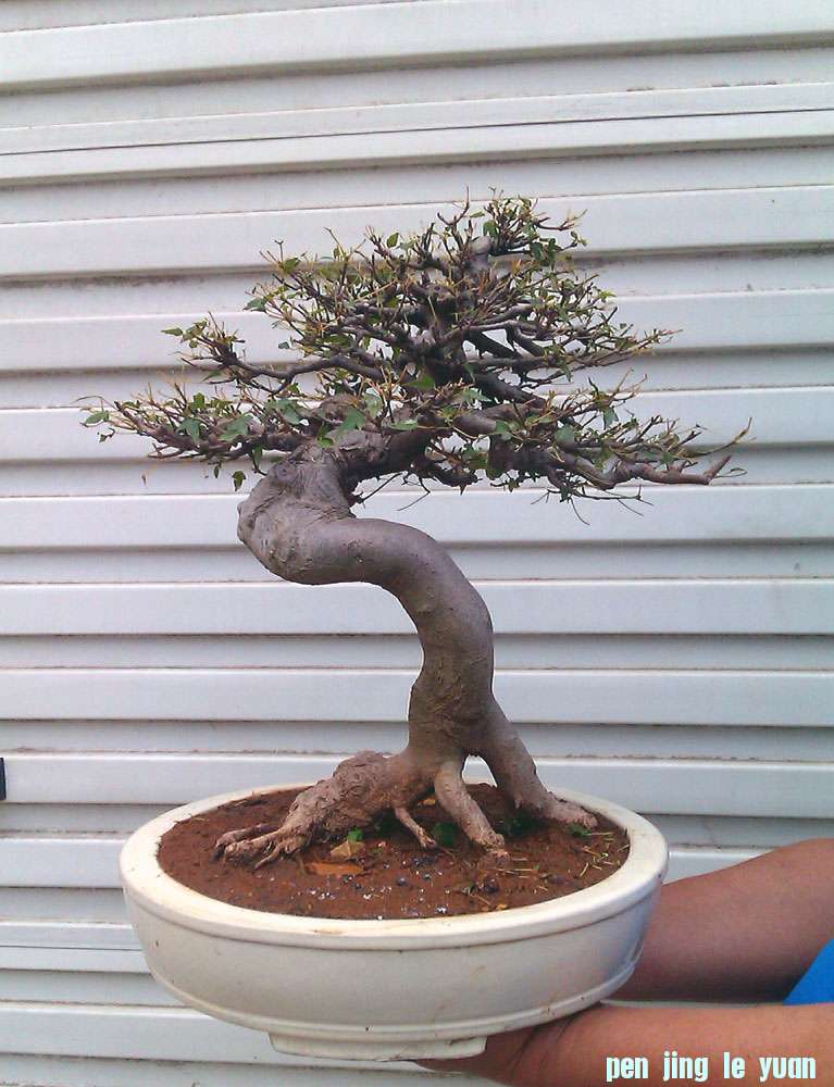 IMAG0354.jpg