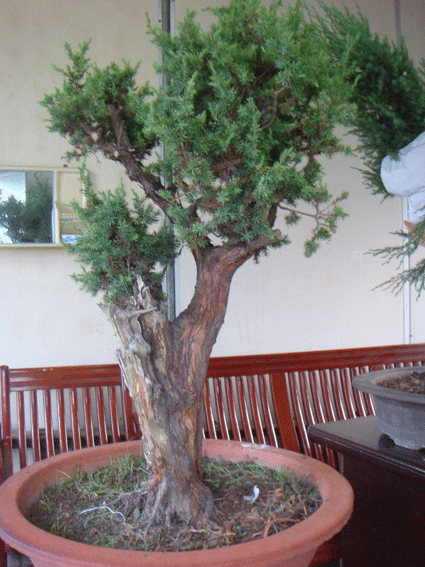 DSC06244.gif