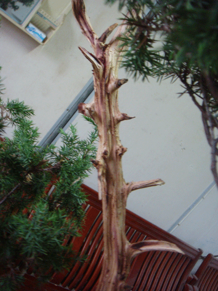 DSC06254.gif