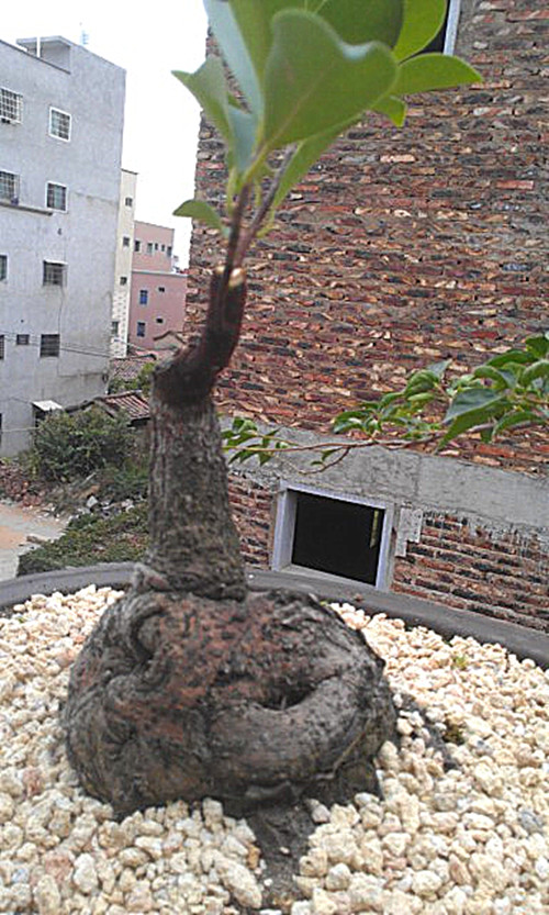 IMAG0487_.jpg