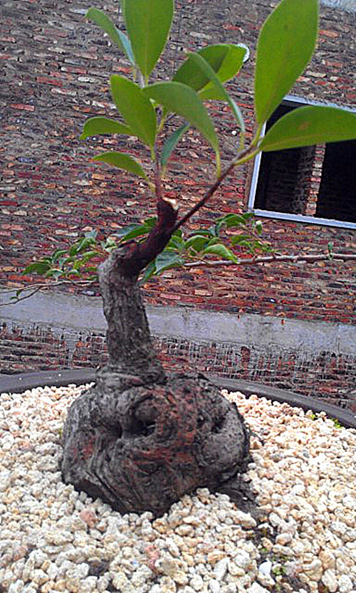 IMAG0486__.jpg