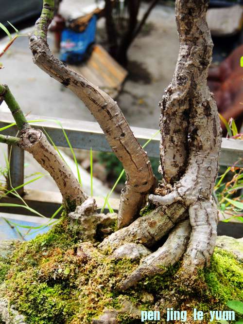 DSCN0231_.jpg