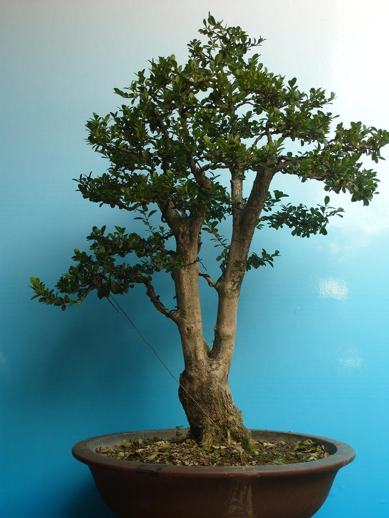 S1051670.JPG