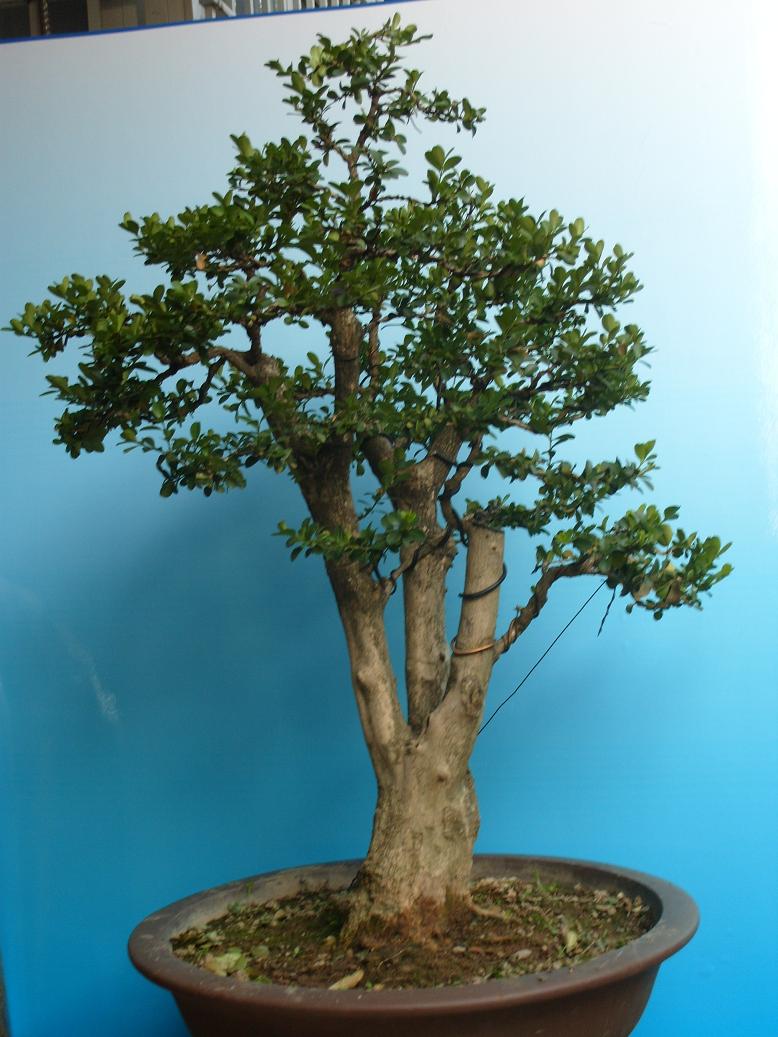 S1051676.JPG