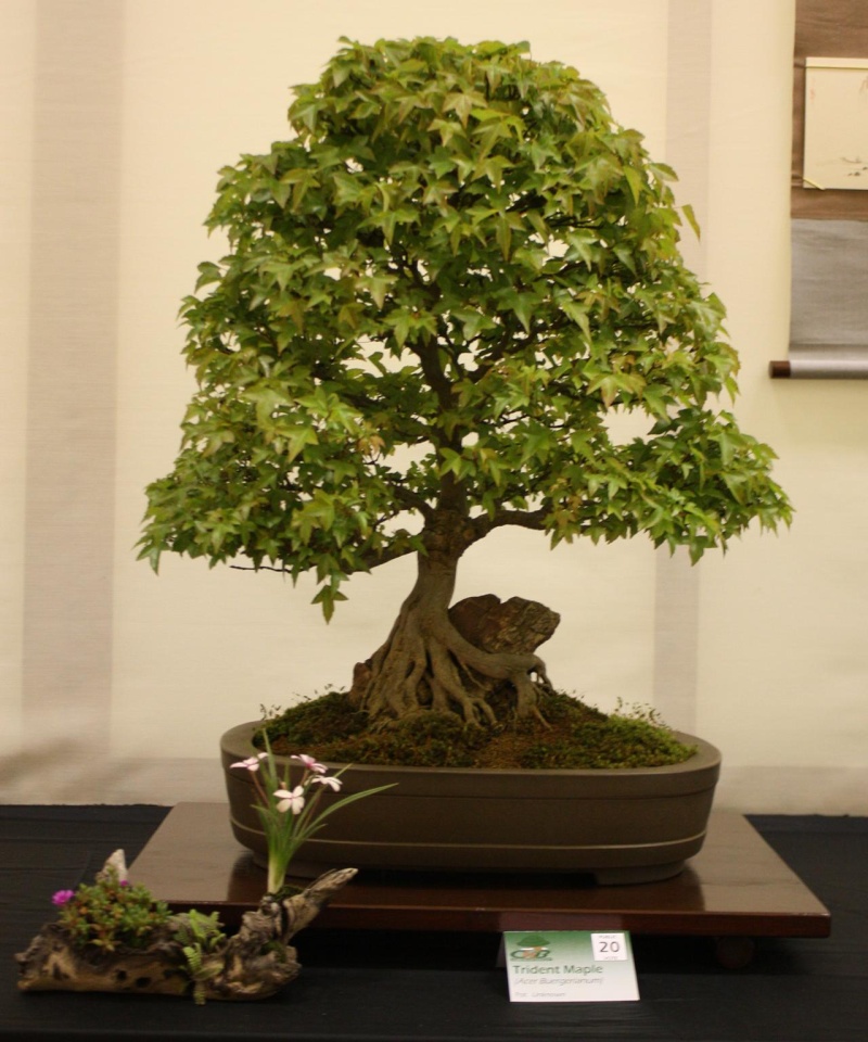 root_r10.jpg