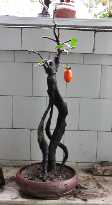 DSC_0849.JPG