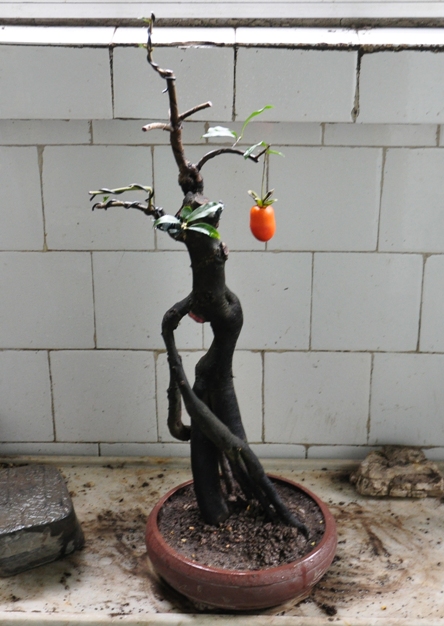 DSC_0851.JPG