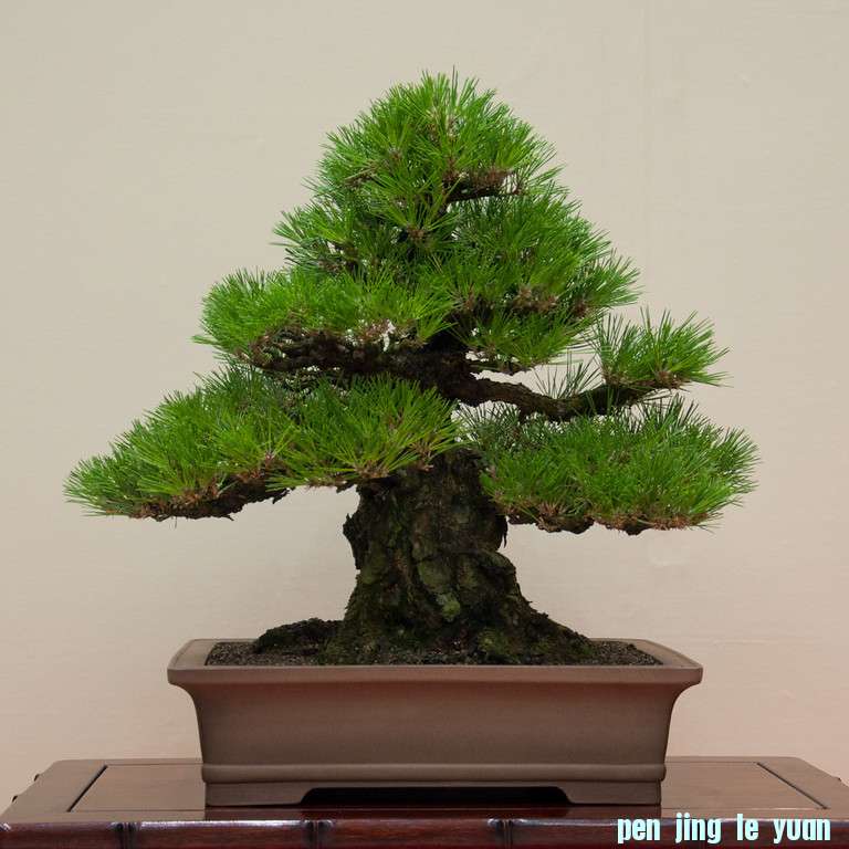 DSC0063-XL.jpg