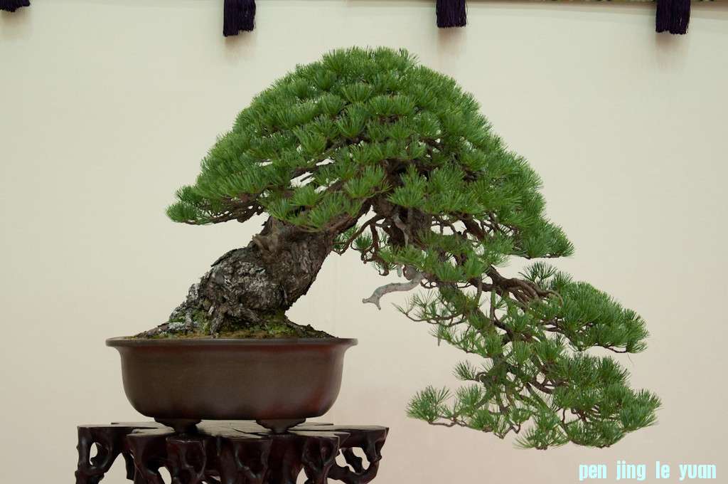 DSC0130-XL.jpg