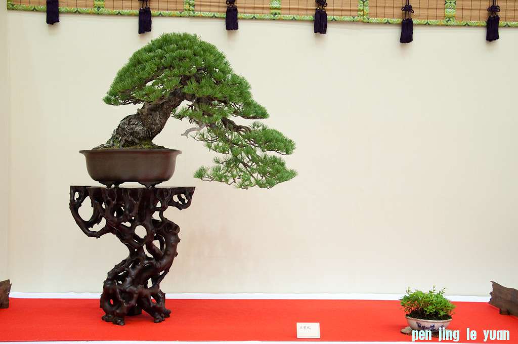 DSC0132-XL.jpg