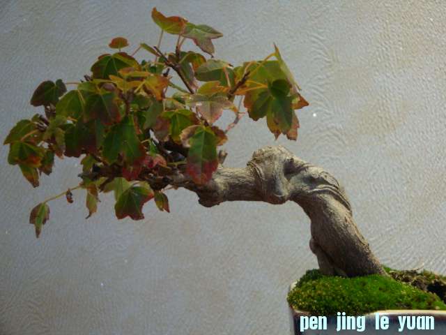DSC01020.JPG