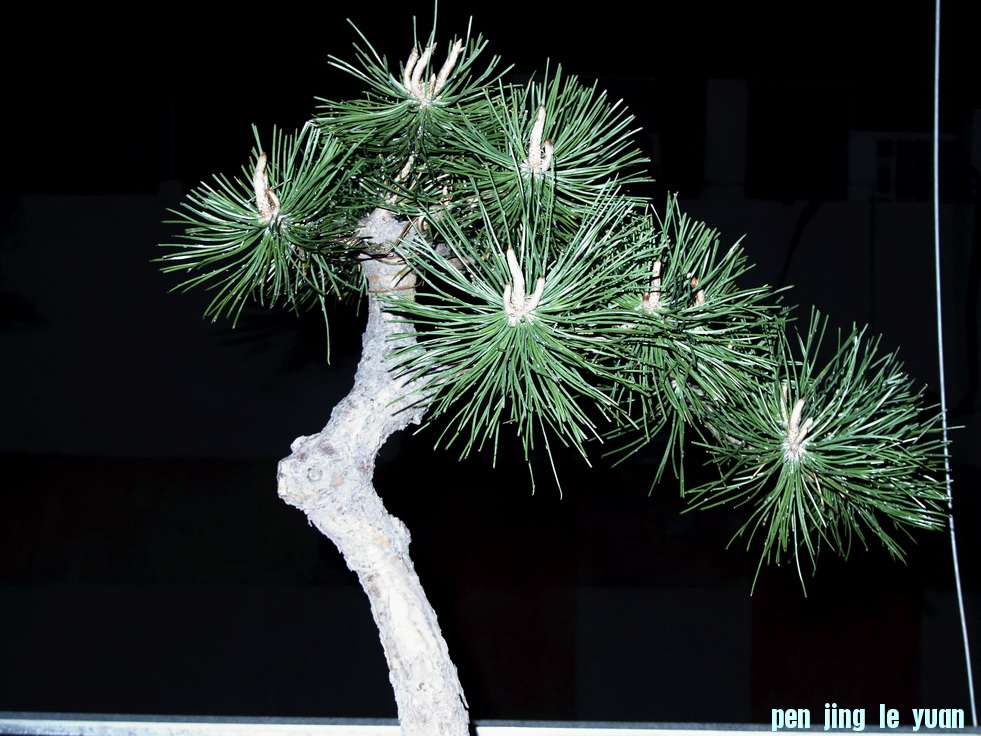 CustomName012 (2).jpg