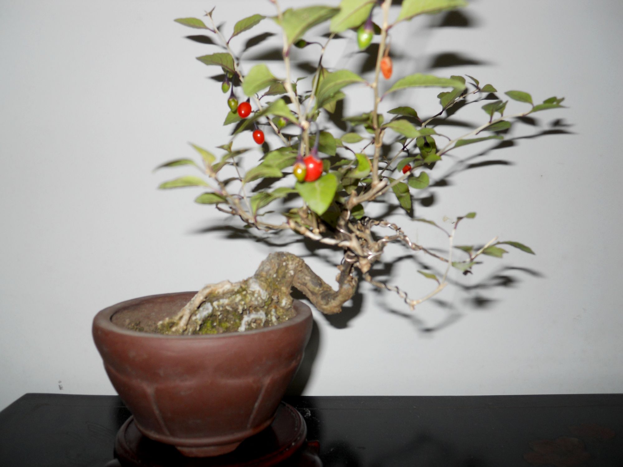 DSCN1295.JPG
