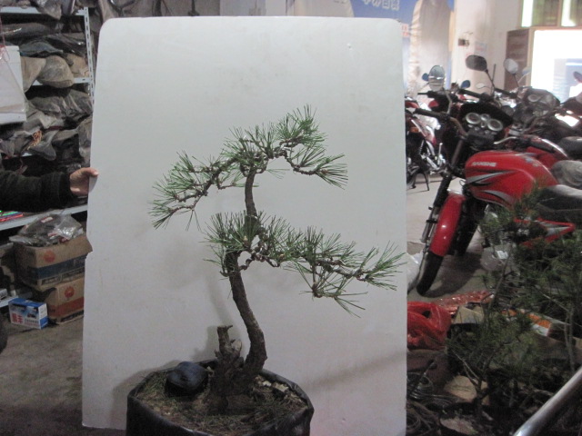 2012-11-10 003.jpg
