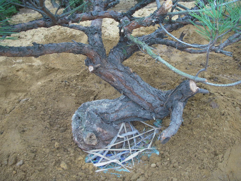 DSCN2672.JPG