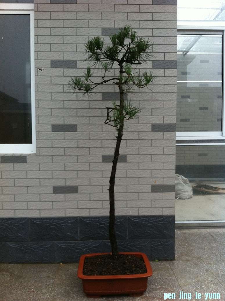 20121110huangshansong 007.JPG